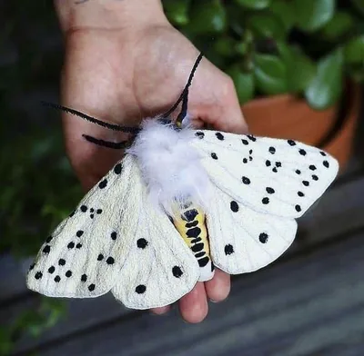 Интересные детали мохнатой бабочки на фото