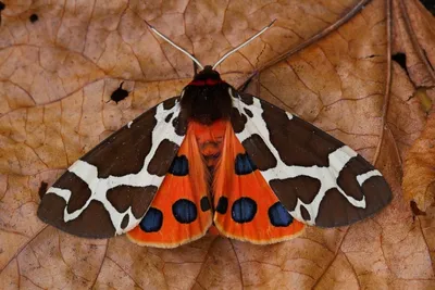 Фотография мохнатой бабочки в формате PNG