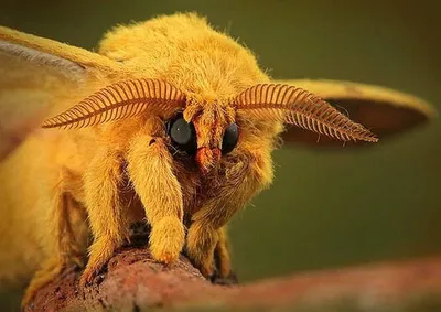 Привлекательная мохнатая бабочка на фото