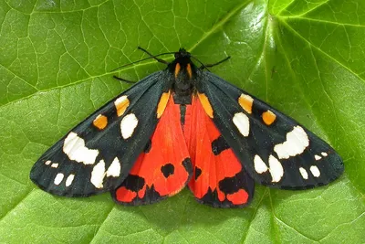 Фотография мохнатой бабочки с яркими деталями