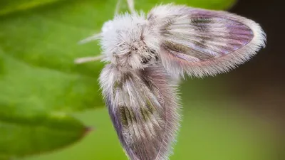 Уникальные черты мохнатой бабочки на фотографии
