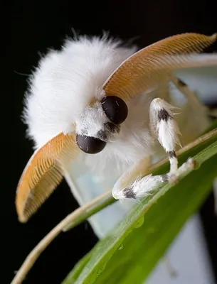 Очаровательная мохнатая бабочка на фото