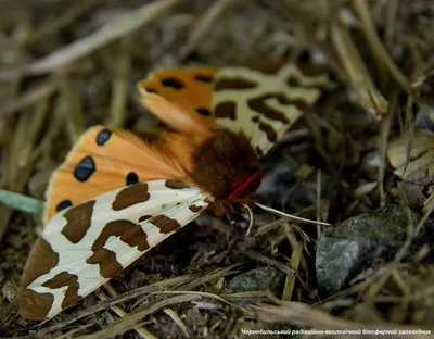 Прекрасная мохнатая бабочка на качественной фотографии