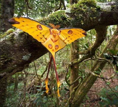 Мохнатая бабочка на фотке с привлекательными деталями