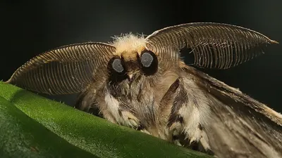 Уникальная картинка мохнатой бабочки