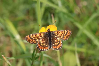 Мохнатая бабочка на фотографии с интересными деталями