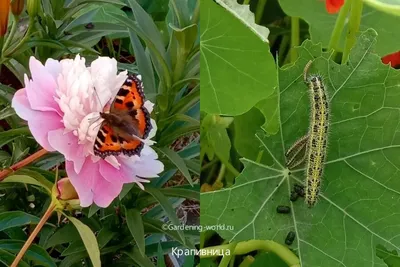 Красивая картинка мохнатой бабочки в формате PNG