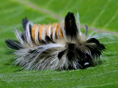 Очаровательная мохнатая бабочка на изображении с уникальными чертами
