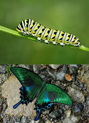 Удивительная мохнатая бабочка на фотографии с интересными деталями