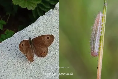 Уникальные черты мохнатой бабочки на красивой фотографии