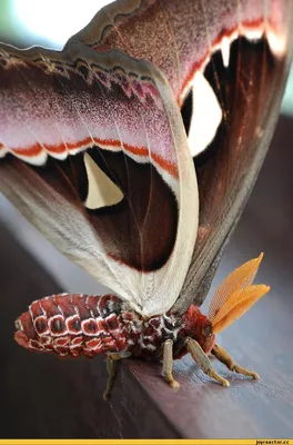 Фото, демонстрирующее красоту мохнатой бабочки в формате JPG