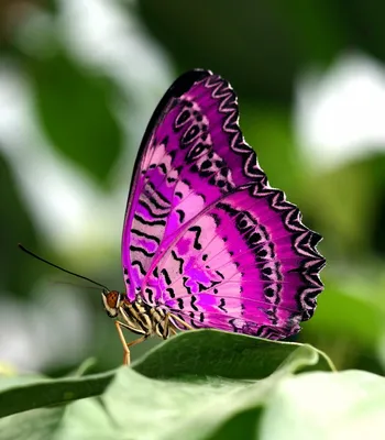 Красивая мохнатая бабочка на картинке в формате WebP