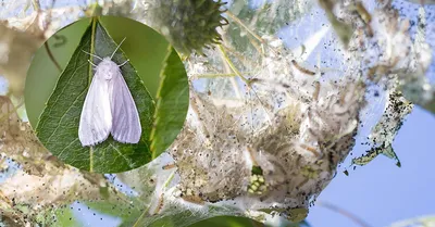 Уникальные черты мохнатой бабочки на завораживающей фотографии