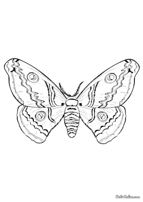 Чарующая мохнатая бабочка на графическом изображении в формате WebP