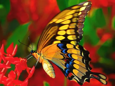 Удивительная картинка мохнатой бабочки на фотографии с яркими деталями