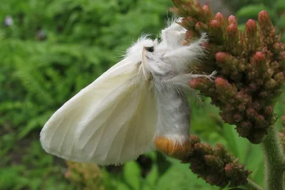 Фотография мохнатой бабочки, привлекающая внимание