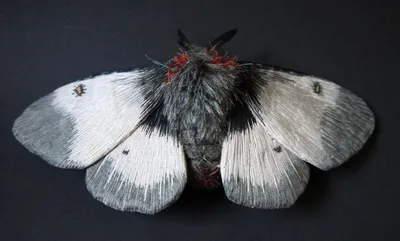 Впечатляющая картинка мохнатой бабочки