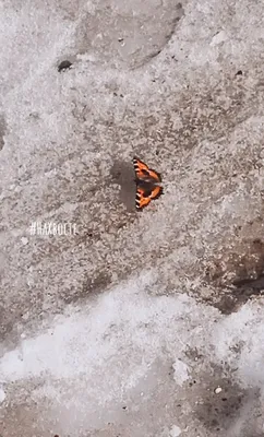 Мохнатая бабочка на качественной картинке в формате JPG
