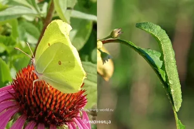 Уникальные черты мохнатой бабочки на фотографии с завораживающими деталями