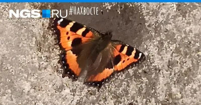 Интересные детали мохнатой бабочки на фото с уникальными чертами