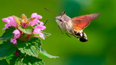 Красивая мохнатая бабочка на фотографии с привлекательными деталями