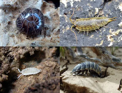 Изображения Мокрицы жука для скачивания в формате JPG, PNG, WebP