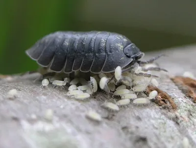 Изображения Мокрицы жука: выберите размер и формат для скачивания