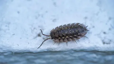 Новые изображения Мокрицы жука: скачать бесплатно