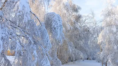 Фотография мокрого снега: красочные обои на телефон.