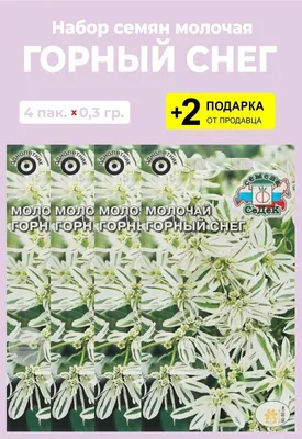 Ледяные покрывала: Молочай горный снег в объективе камеры