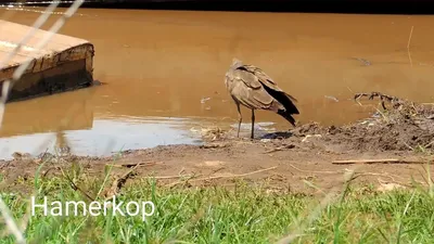 Качественные изображения молотоглава для вашего сайта