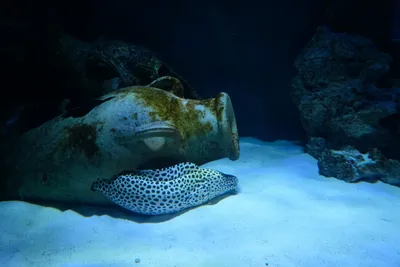 Подводные хранители тайн: Удивительные фотографии морских монстров