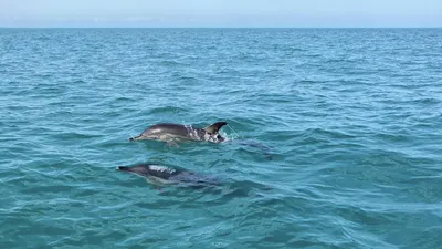 Величественное Море Адлер на фото