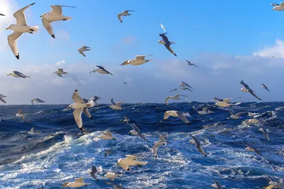 Закат и чайка на обрамлении моря