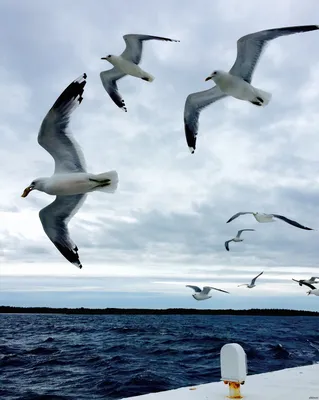 Морская радость, запечатленная на фото с чайкой