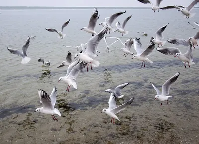 Золотистые оттенки заката и чайка, украшающая морской горизонт