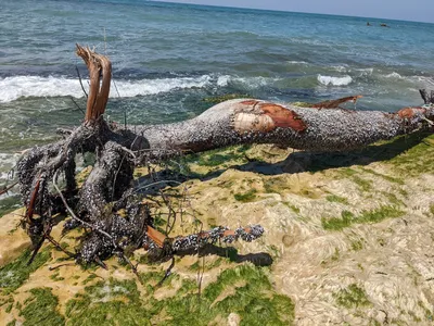 Завораживающая картинка морской ракушки в хорошем качестве