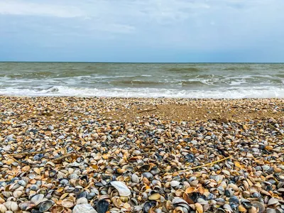 Красочное изображение морской ракушки на рабочий стол