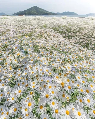 Фото Моря ромашек в HD качестве для скачивания