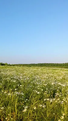 Изображение морского побережья с полянами ромашек