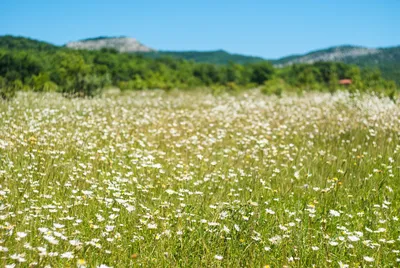 Фото Моря ромашек в 4K качестве: скачать бесплатно