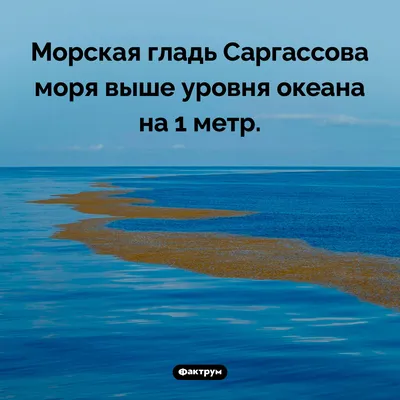 Веселые моменты: море смеха на каждой картинке