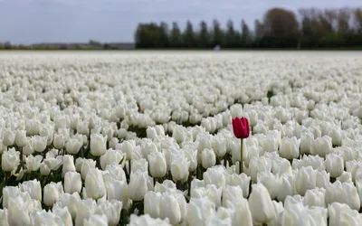 Фото моря тюльпанов в HD качестве: выберите размер и скачайте бесплатно