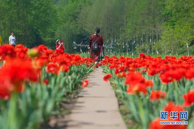 Расцвет природы: Уникальные фото Моря тюльпанов в разных оттенках