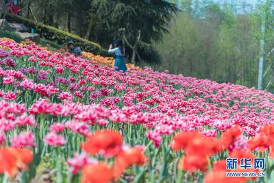 Фото моря тюльпанов в высоком разрешении