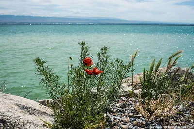 Окунитесь в красоту Моря в Таджикистане через эти фотографии