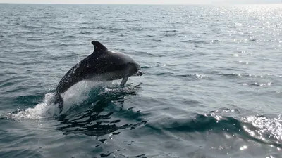 Скачать бесплатно Море Владивосток: сохраните красоту на устройстве