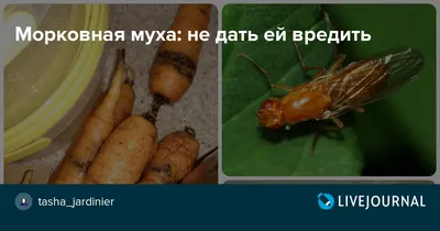 Фотографии Морковной мухи: увлекательные ракурсы и цветовые решения