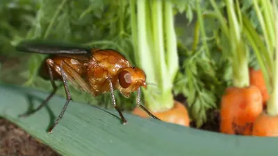 Фотографии Морковной мухи: удивительные моменты в крупном масштабе