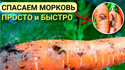 Морковная муха: захватывающие фотографии этого насекомого